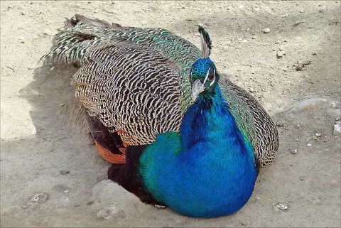 A peacock photographed in the grounds of Sitorai Mokhi Khosa in Bukhara in 2011.